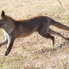 DSCN6761：キツネ