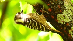 P2330925：コゲラ