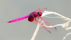 P2280180：ベニトンボ（オス）