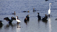 P2360762：カワウ他