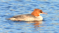 DSCN6348：カワアイサ