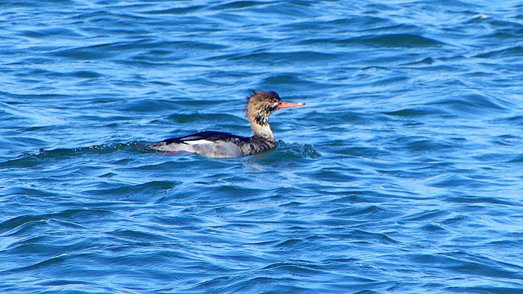 P2410726：ウミアイサ