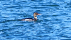 P2410726：ウミアイサ