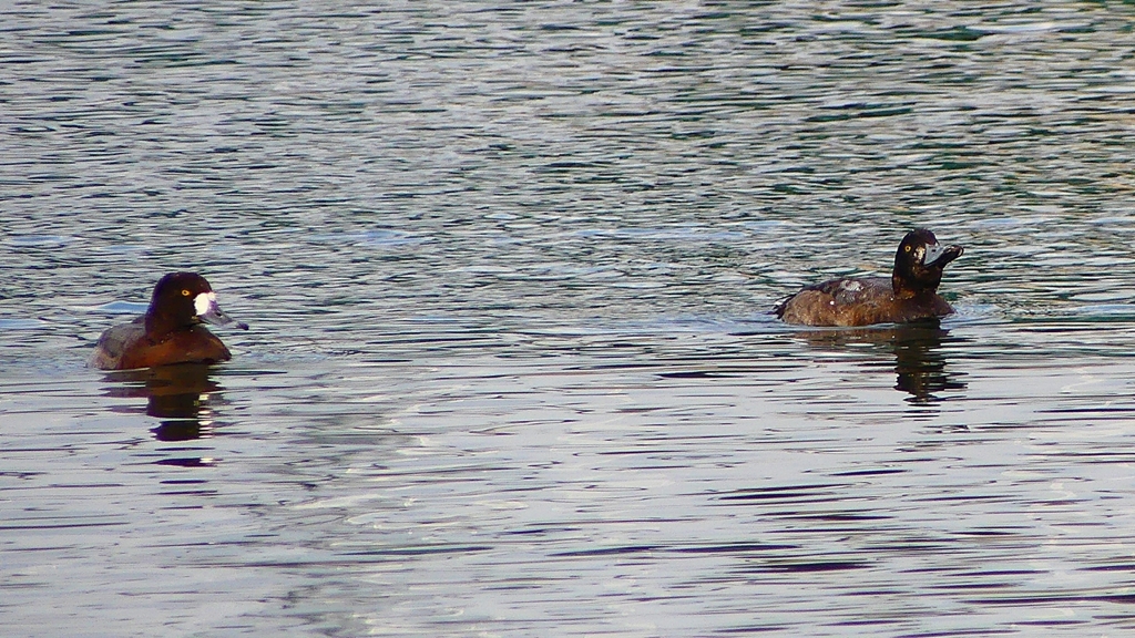 P2350410：スズガモ