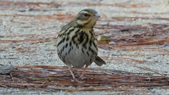 DSCN8238：ビンズイ