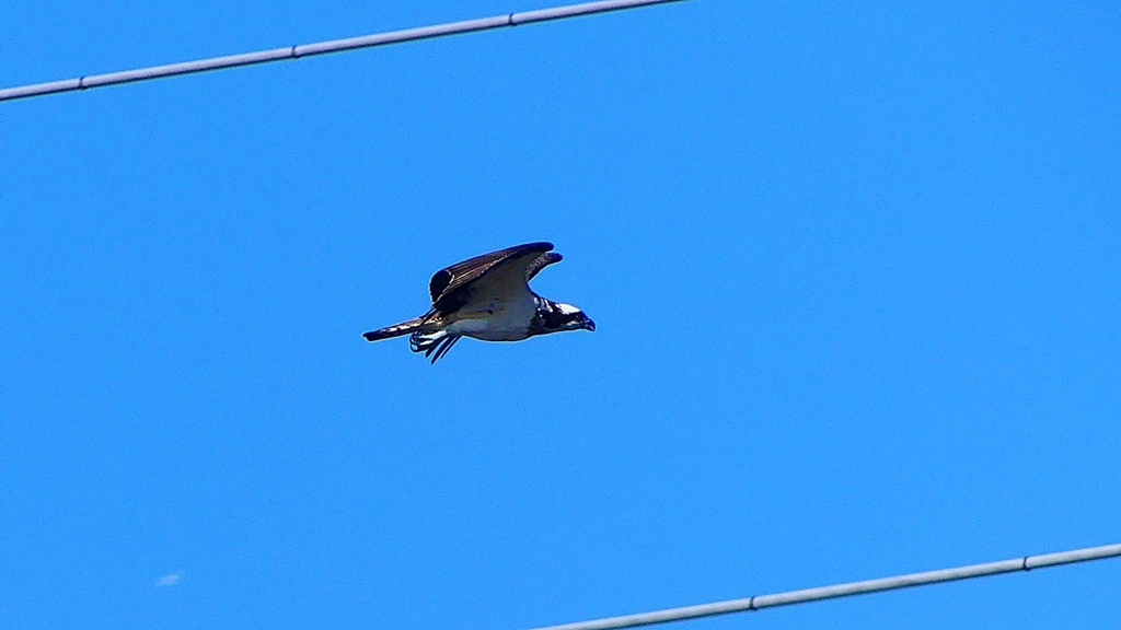 P2270460：飛ぶミサゴ
