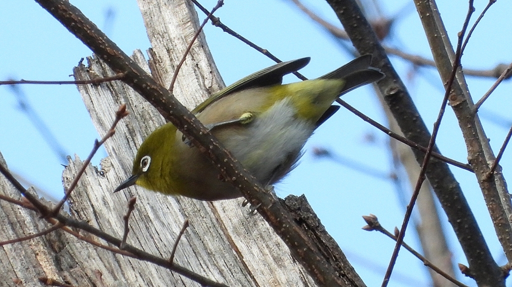 DSCN6198：メジロ