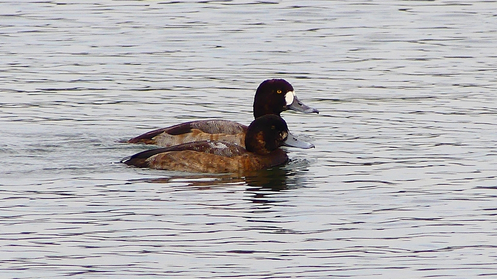 P2350558：スズガモ