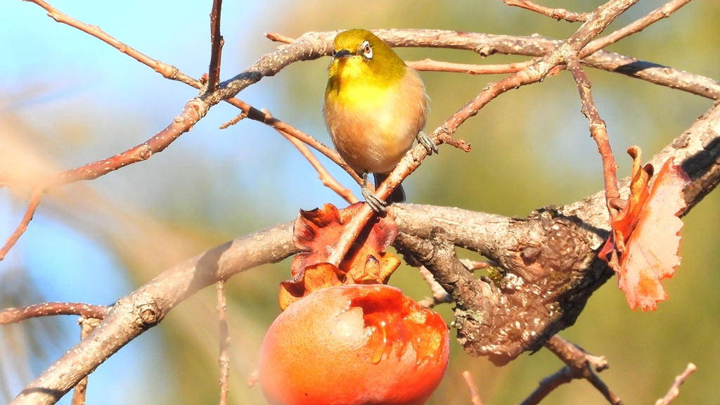 DSCN6975：メジロ