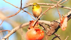 DSCN6975：メジロ