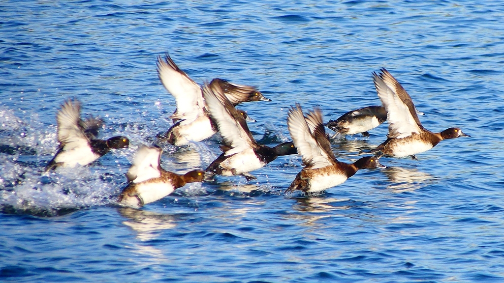 P2380160：飛ぶキンクロハジロ