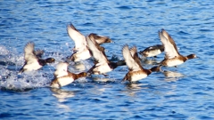 P2380160：飛ぶキンクロハジロ