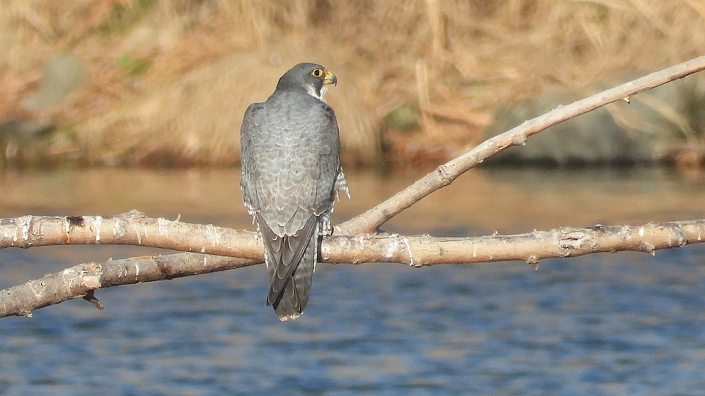 DSCN1431：ハヤブサ