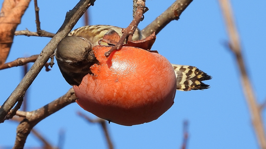 DSCN8674：コゲラ