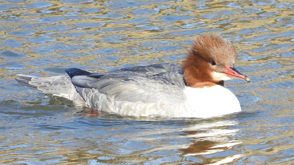 DSCN1636：カワアイサ（メス）
