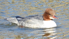 DSCN1636：カワアイサ（メス）