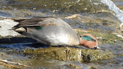 DSCN1700：コガモ（オス）