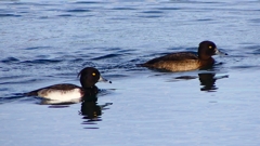 P2360565：キンクロハジロ