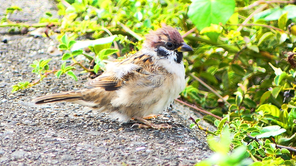 P2280498：スズメ