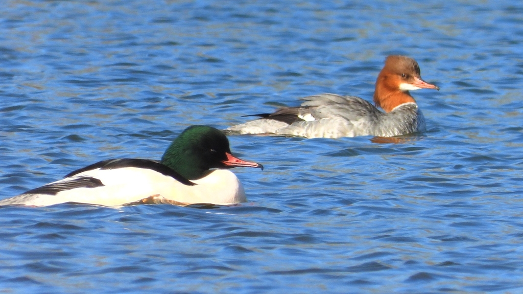 DSCN5865：カワアイサ