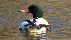 DSCN1766：カワアイサ（オス）