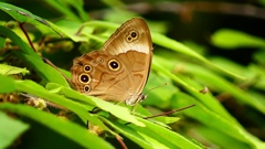 P2260636：クロヒカゲ