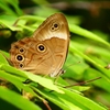P2260636：クロヒカゲ