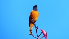 P2360177：ジョウビタキ（オス）