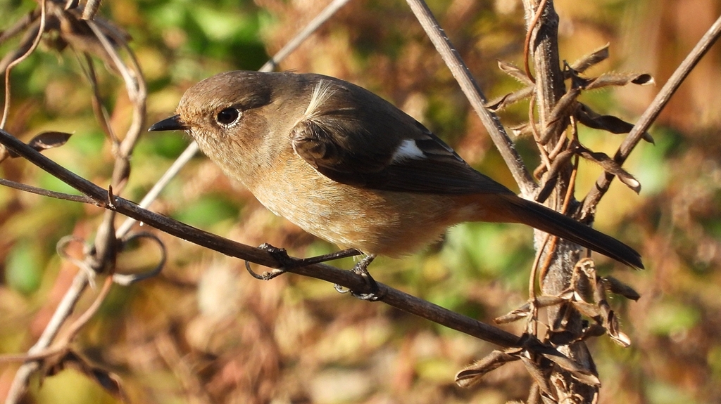 DSCN5455：ジョウビタキ（メス）