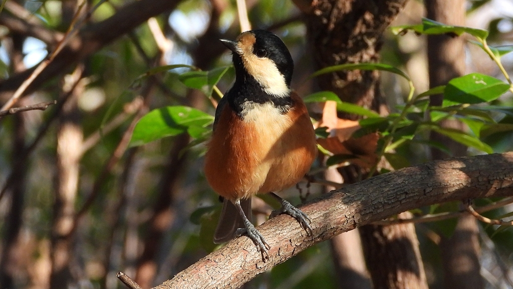 DSCN5976：ヤマガラ