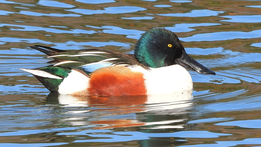 DSCN6036：ハシビロガモ