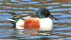 DSCN6036：ハシビロガモ