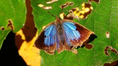 P2400503：ムラサキシジミ