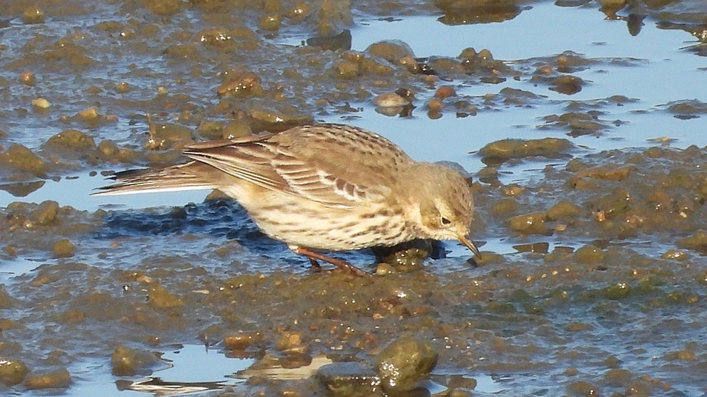 DSCN6438：タヒバリ