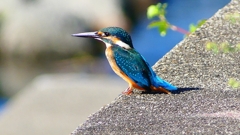 P2270324:カワセミ(オス) P2270324:カワセミ(オス)