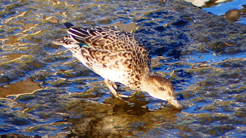 P2400172：コガモ（メス）