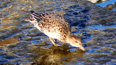 P2400172：コガモ（メス）