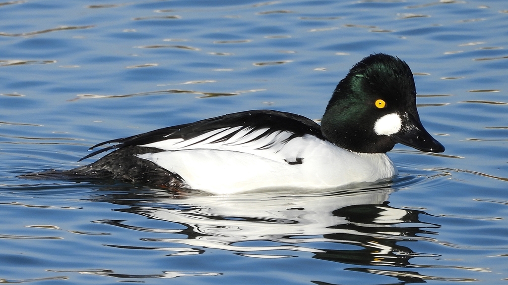 DSCN2726：ホオジロガモ（オス）