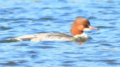 DSCN5886：カワアイサ