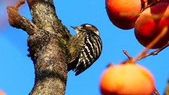 P2410828：コゲラ