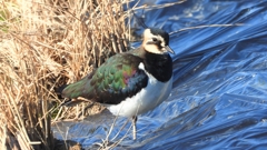 DSCN6637：タゲリ