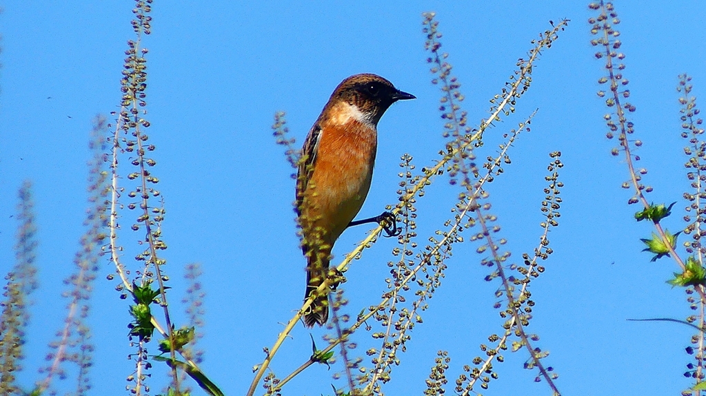 P2310709：ノビタキ