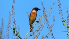 P2310709：ノビタキ