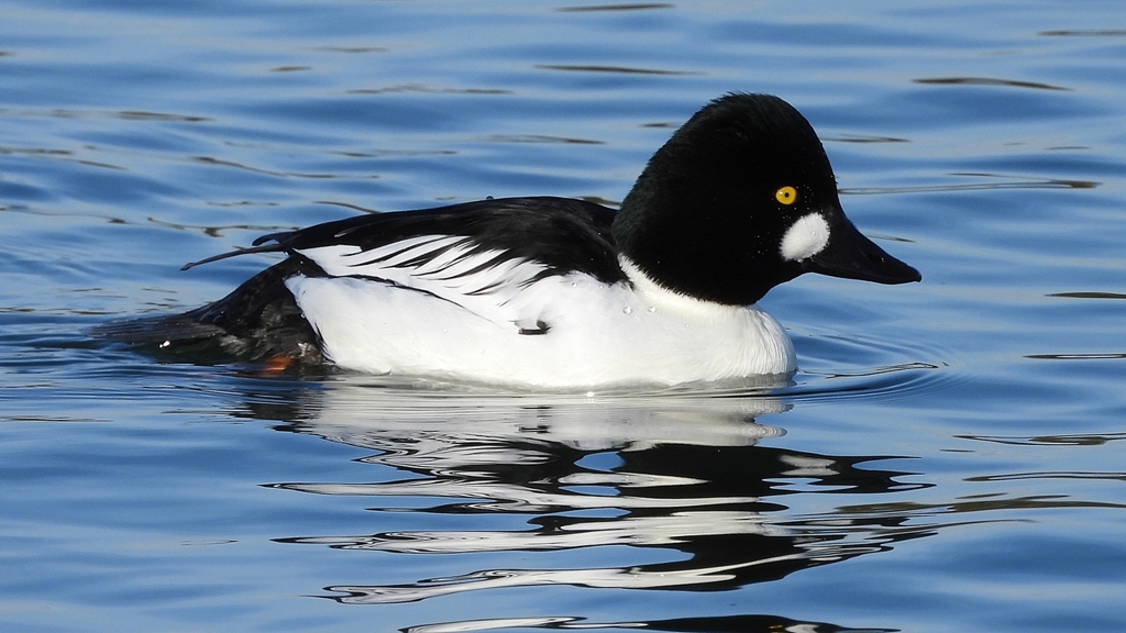 DSCN2762：ホオジロガモ（オス）