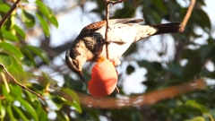 DSCN6024：ツグミ