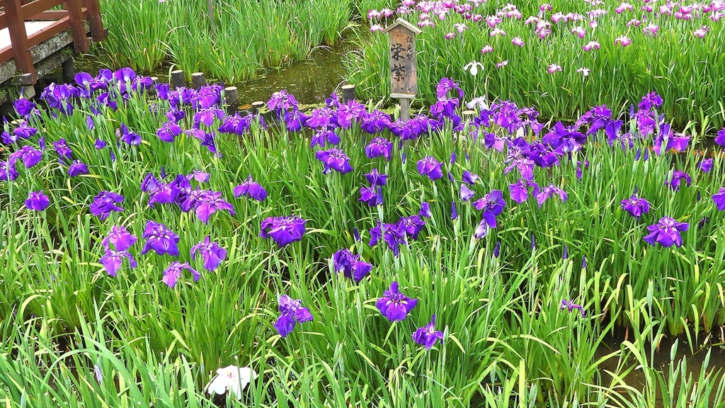 DSCN6715：ハナショウブ by KH21：No.2 （ID：13549455） - 写真共有