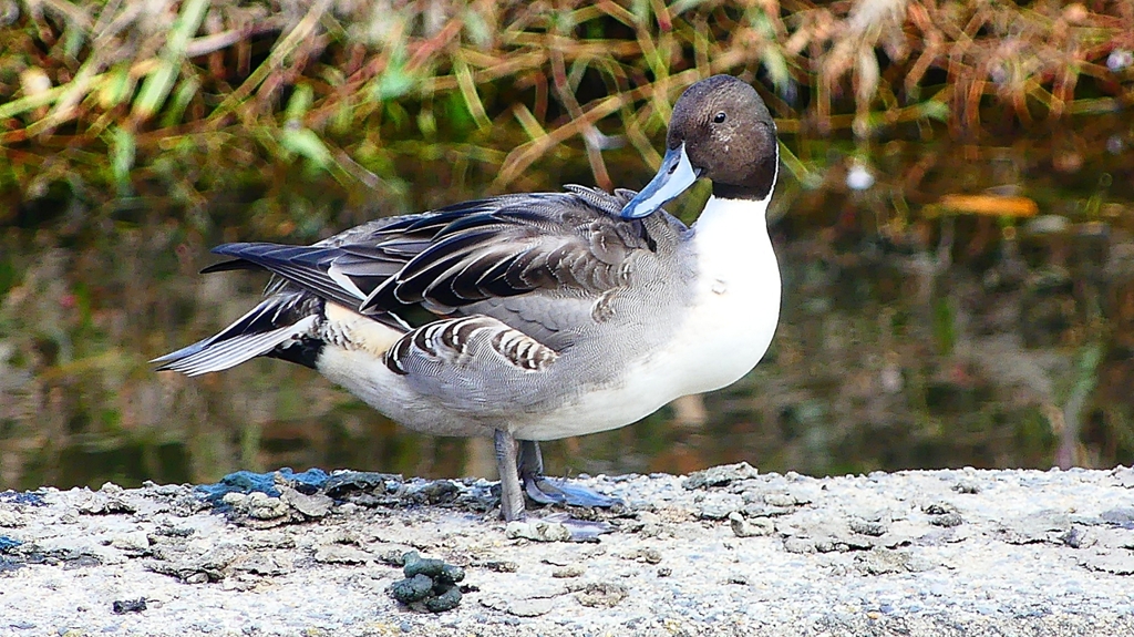 P2400041：オナガガモ（オス）
