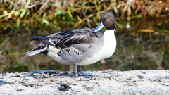 P2400041：オナガガモ（オス）