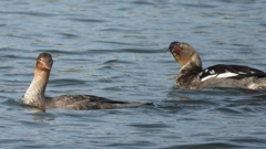 DSCN3266：ウミアイサ