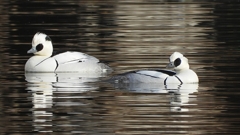 DSCN3221：ミコアイサ（オス）